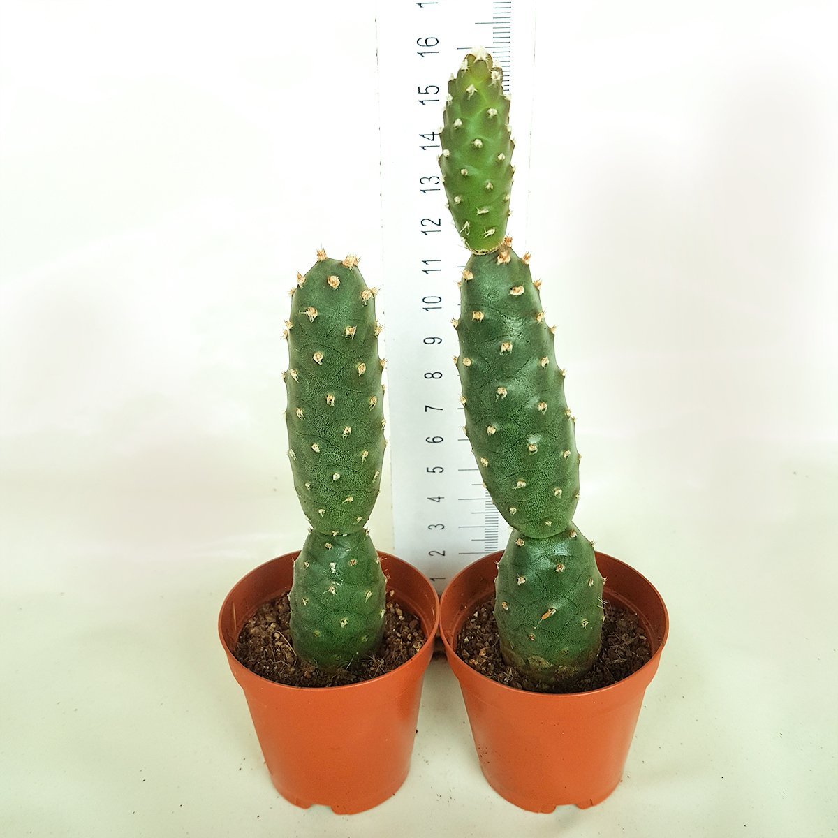 Beyaz Çiçek Açan Tephrocactus Diadematus İnermis Kaktüs
