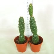 Beyaz Çiçek Açan Tephrocactus Diadematus İnermis Kaktüs