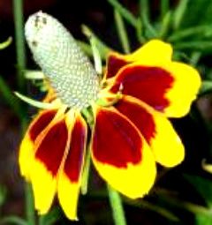 Kırmızı Sarı Bodur Ratibida Çiçeği Tohumu(100 tohum)