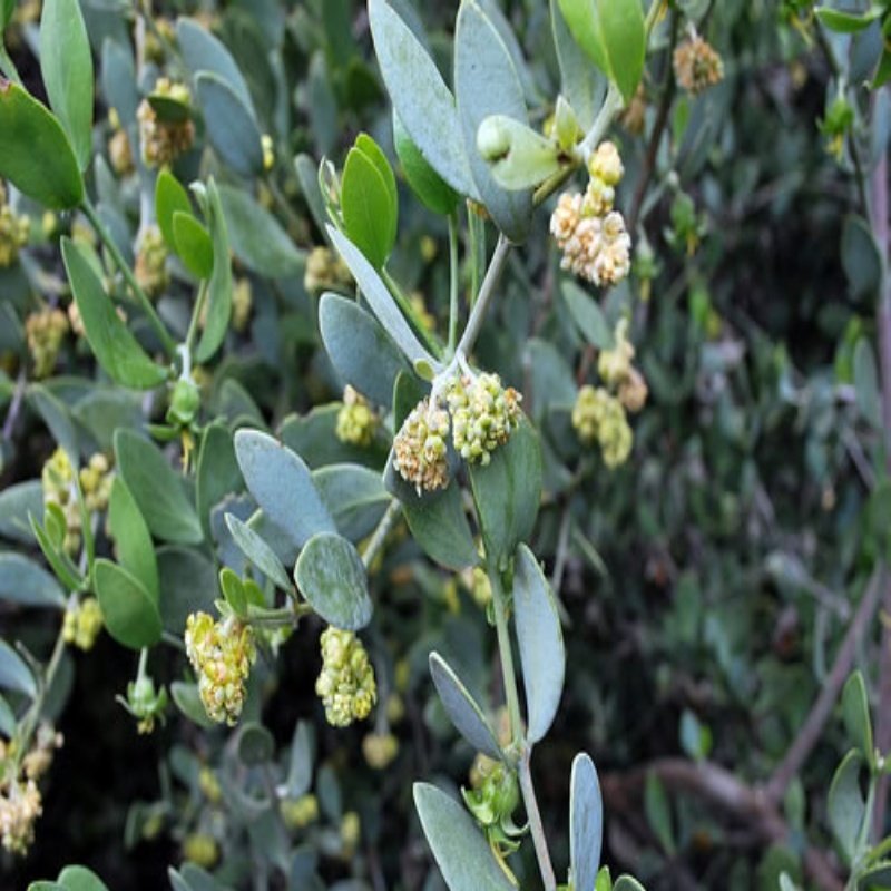 Jojoba  Fidanı(1 Dişi+1 Erkek)