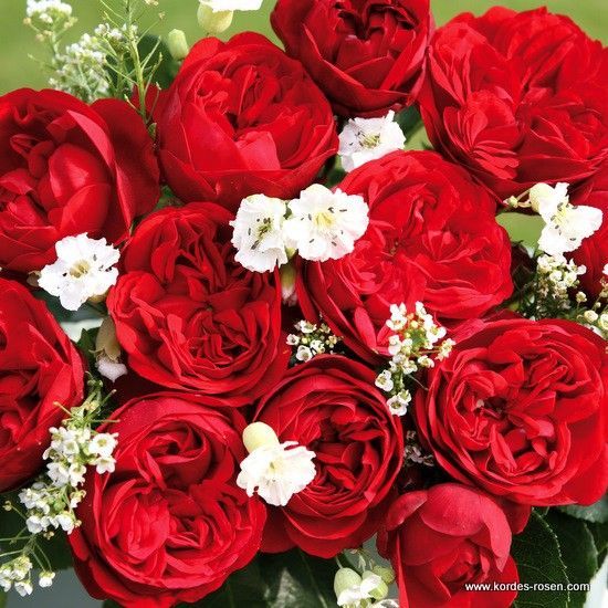 Tüplü Katmerli  Out Of Rosenheim Yediveren Gül Fidanı