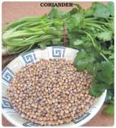 Doğal  Kişniş Tohumu (Aşotu) (1 kg)