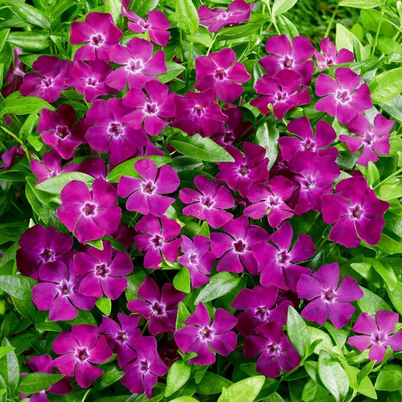 Herdem Yeşil  Verino Soğuklara Karşı Dayanıklı Vinca Minor Çiçeği Fidesi (1 Adet)