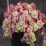 Crassula Pellucida Variegeta Sukulent (5.5 Luk Saksıda)