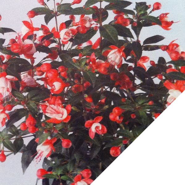 Fuchsita Pink White Küpe Çiçeği Fidesi (5 adet)