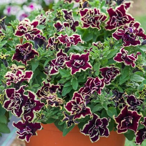 Tumbelina  Superstar  Kokulu Katmerli Sarkıcı  Petunya Çiçeği Fidesi (1 Adet)