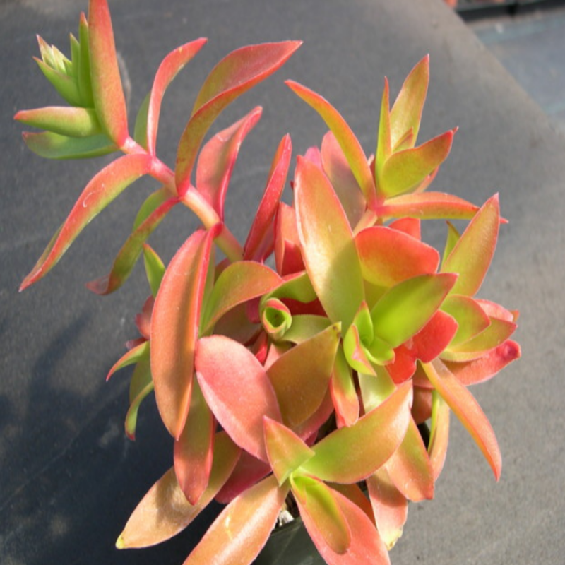 Crassula Campfire Sukulent No52