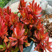 Crassula Campfire Sukulent No52