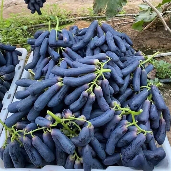 Çekirdeksiz Kendine Verimli İri Etli Meyveli Siyah Patlıcan Üzümü Fidanı