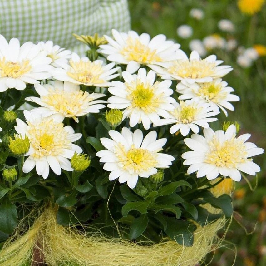 Katmerli Double Clear White Bodrum Papatyası Çiçeği Fidesi (1 Adet Fide)