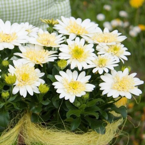 Katmerli Double Clear White Bodrum Papatyası Çiçeği Fidesi (1 Adet Fide)