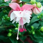 Fuchsini Double Pink White Sarkıcı Katmerli Küpe Çiçeği Fidesi (4 ad)