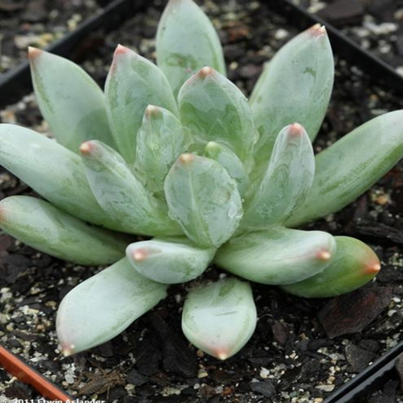 Yeşil Elmas İri Loblu Pachyphytum Sukulent Fidanı