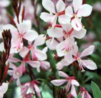 Gambit White Gaura Çiçeği Fidesi (5 fide)