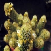Sarı Dikenli Mammillaria Elongata Kaktüs