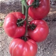 Yüksek Verimli Gülpembe Lezzetli Köy Domatesi Fidesi (4 adet)