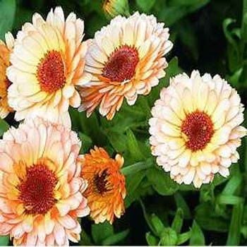 Süpriz Pembe Aynısafa(Calendula) Çiçeği Tohumu(25 tohum)