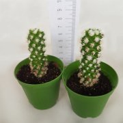Mammillaria Gracilis cv. Oruga Blanca Kartopu Kaktüs
