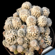 Mammillaria Gracilis cv. Oruga Blanca Kartopu Kaktüs