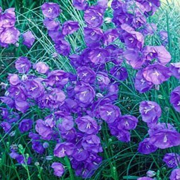 Lila Çan(Campanula) Çiçeği Tohumu(200 tohum)