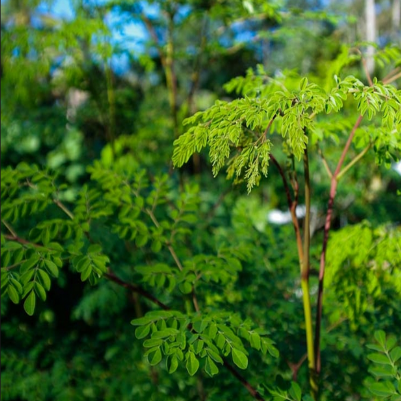 Kentucky coffee tree(Kentucky Kahve Ağacı) Tohumu (5 tohum)