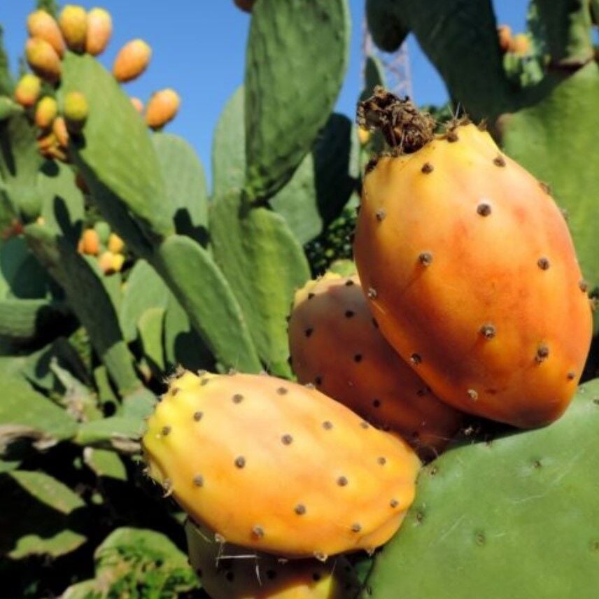 Tüplü Dikenli  Pabuç İncir Fidanı Tek Loblu