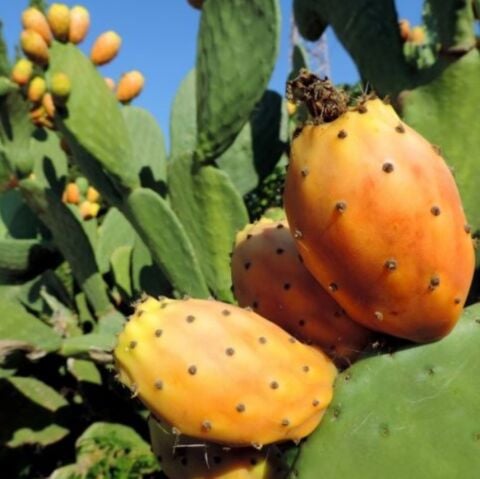 Tüplü Dikenli  Pabuç İncir Fidanı Tek Loblu