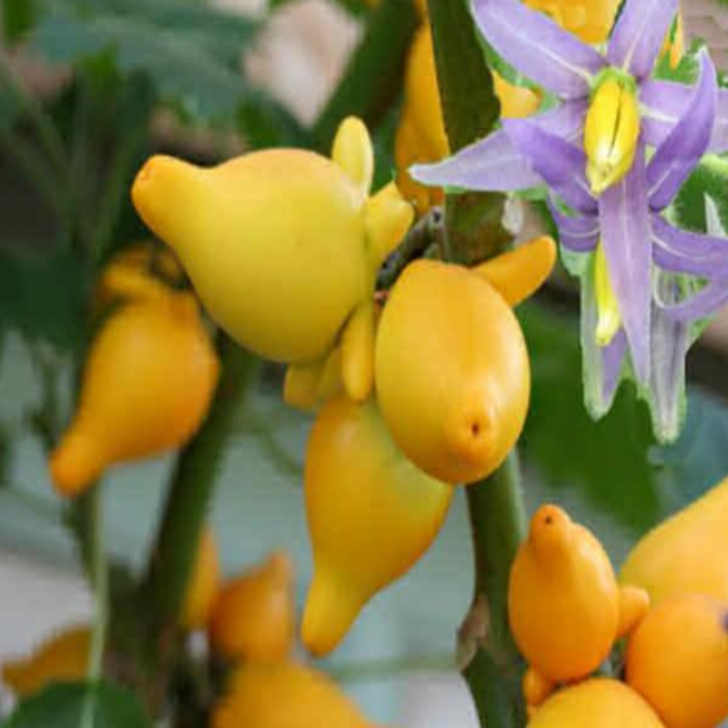 Titty Fruit(Titty Meyvesi) Tohumu (5 tohum)