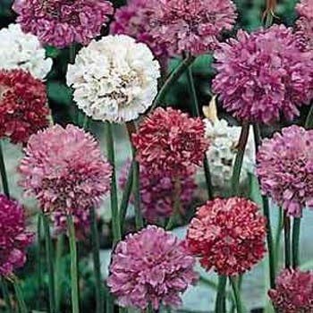 Armeria Maritima(Çim Karanfili) Joystick Çiçeği Tohumu(20 tohum)