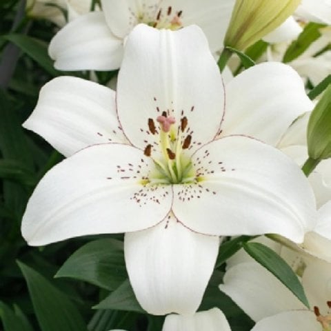 Kokulu White Joy Lilium Beyaz Zambak Soğanı (1 Adet)