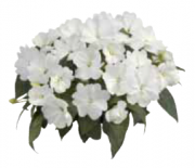Harmony Snow Beyaz Renkli Cam Güzeli Çiçeği Fidesi (4 fide)