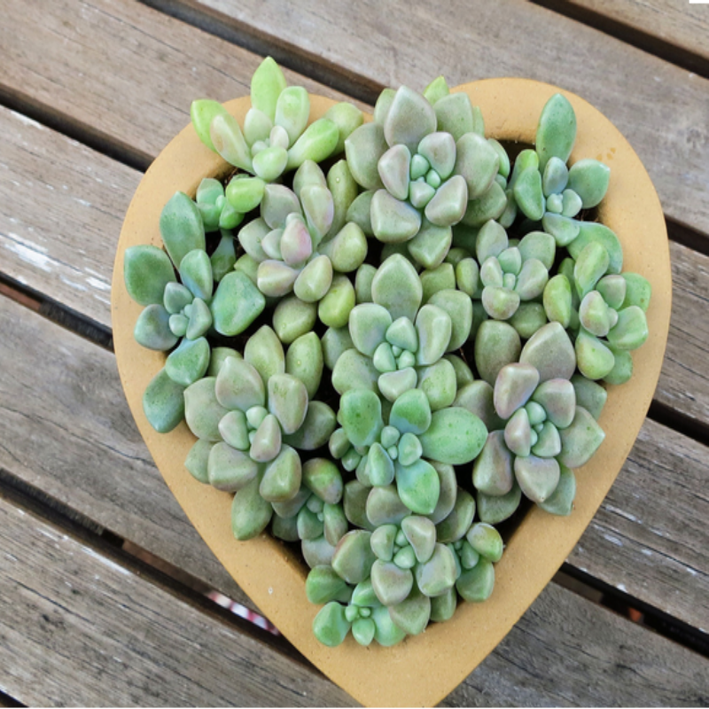 Sukulent Yeşil Graptopetalum