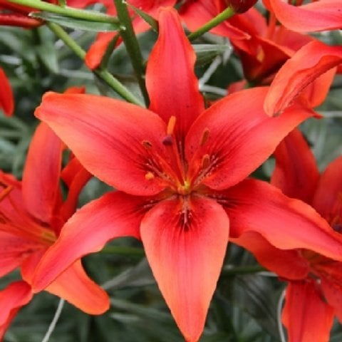 Kokulu Blushing Joy Lilium Kırmızı Zambak Soğanı (1 Adet)