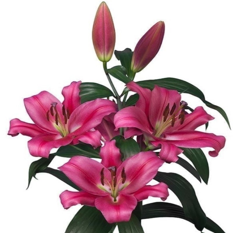 Kokulu Tiny Pearl Lilium Pembe Zambak Soğanı (1 Adet)
