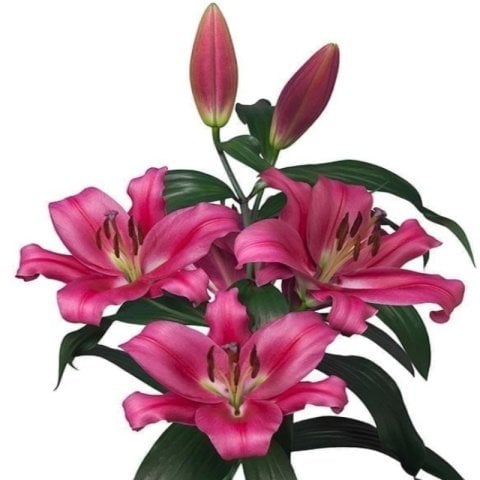 Kokulu Tiny Pearl Lilium Pembe Zambak Soğanı (1 Adet)