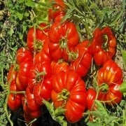 Ata Yadigarı Yerli Toros Doğal Köy Domatesi Tohumu(20 tohum)