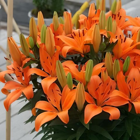 Kokulu Jumping Joy Lilium Turuncu Zambak Soğanı (1 Adet)