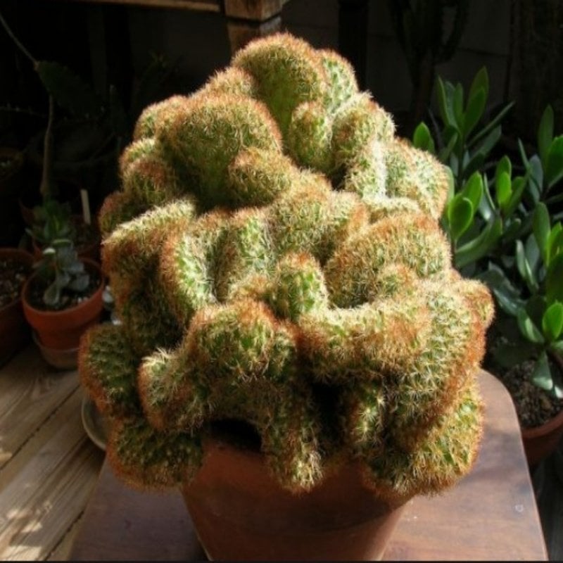 Mammillaria Elongata Cristata Beyin Kaktüsü (5,5 luk Saksı)