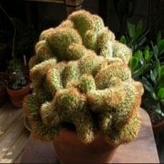 Mammillaria Elongata Cristata Beyin Kaktüsü (5,5 luk Saksı)