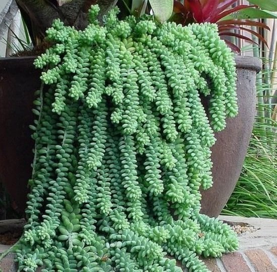 Sedum Burrito Pembe Çiçekli Sukulent (5,5 Luk Saksıda)