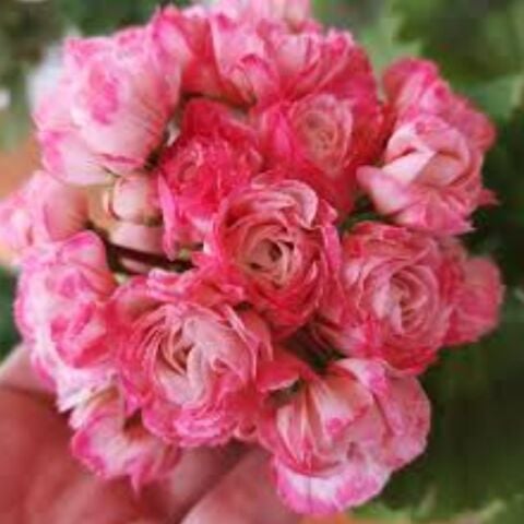 Koleksiyonluk Harmony Gül Sardunya Çiçeği Fidesi (1 adet)