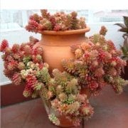 Güneşte Kızarır Sukulent Sedum Rubrotinctum Sukulent (5.5 luk Saksıda)