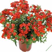 Lyric Red Saksılık Nemesia Çiçeği Fidesi (4 fide)