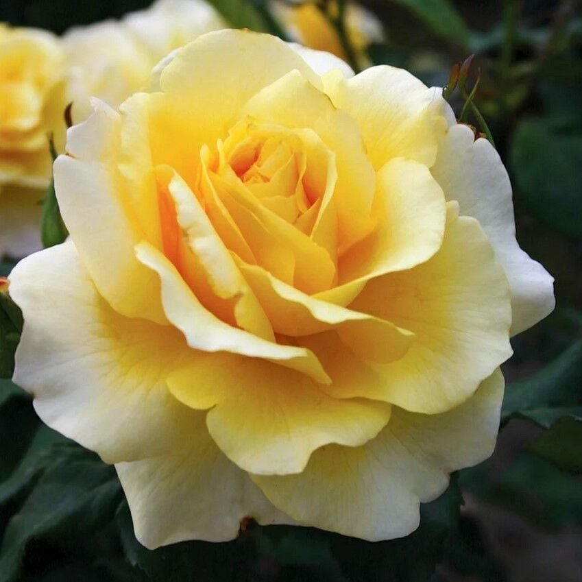 Tüplü  Kokulu Salvador Dali Sarı Yediveren Kokulu Gül Fidanı