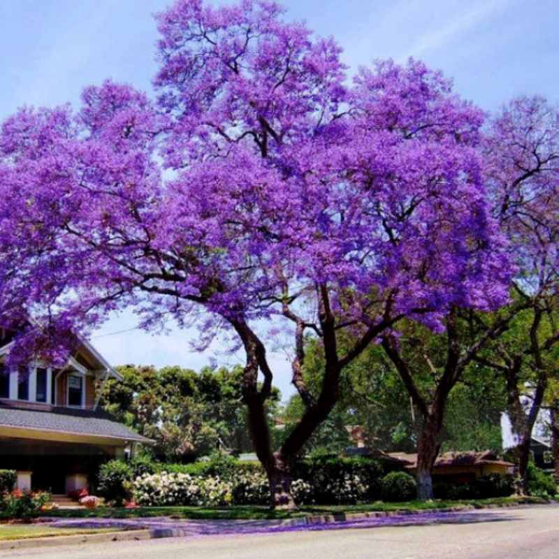 Tüplü Mor Çiçekli Yoğun Kokulu Paulownia Ağacı Fidanı(50-90 cm)