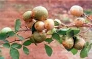 Bael Fruit Tohumu(10 tohum)