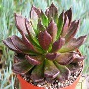 Black Prince Echeveria Sukulent (9 luk Saksıda)