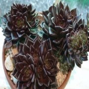 Black Prince Echeveria Sukulent (9 luk Saksıda)