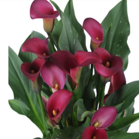 Pink Puppy Calla Gala Çiçeği Soğanı (1 Adet Soğan)