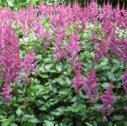 Kırmızı Astilbe(Yalancı Keçisakalı) Çiçeği Tohumu(30 tohum)